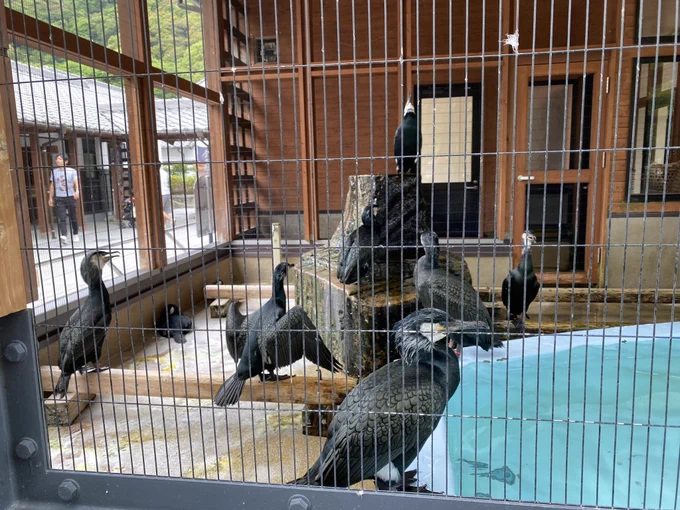 岩国は鵜飼の文化があって鵜(鵜飼に使われるのはウミウ)を勝飼っている小屋も見られる 近距離でウミウを観察できるのが面白い