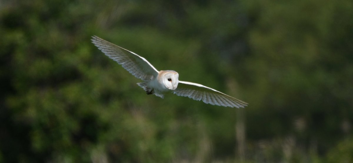 First night in Norfolk, miles walked, not an owl in sight. 
First morning in Norfolk, owl outside my tent whilst I’m drinking coffee.