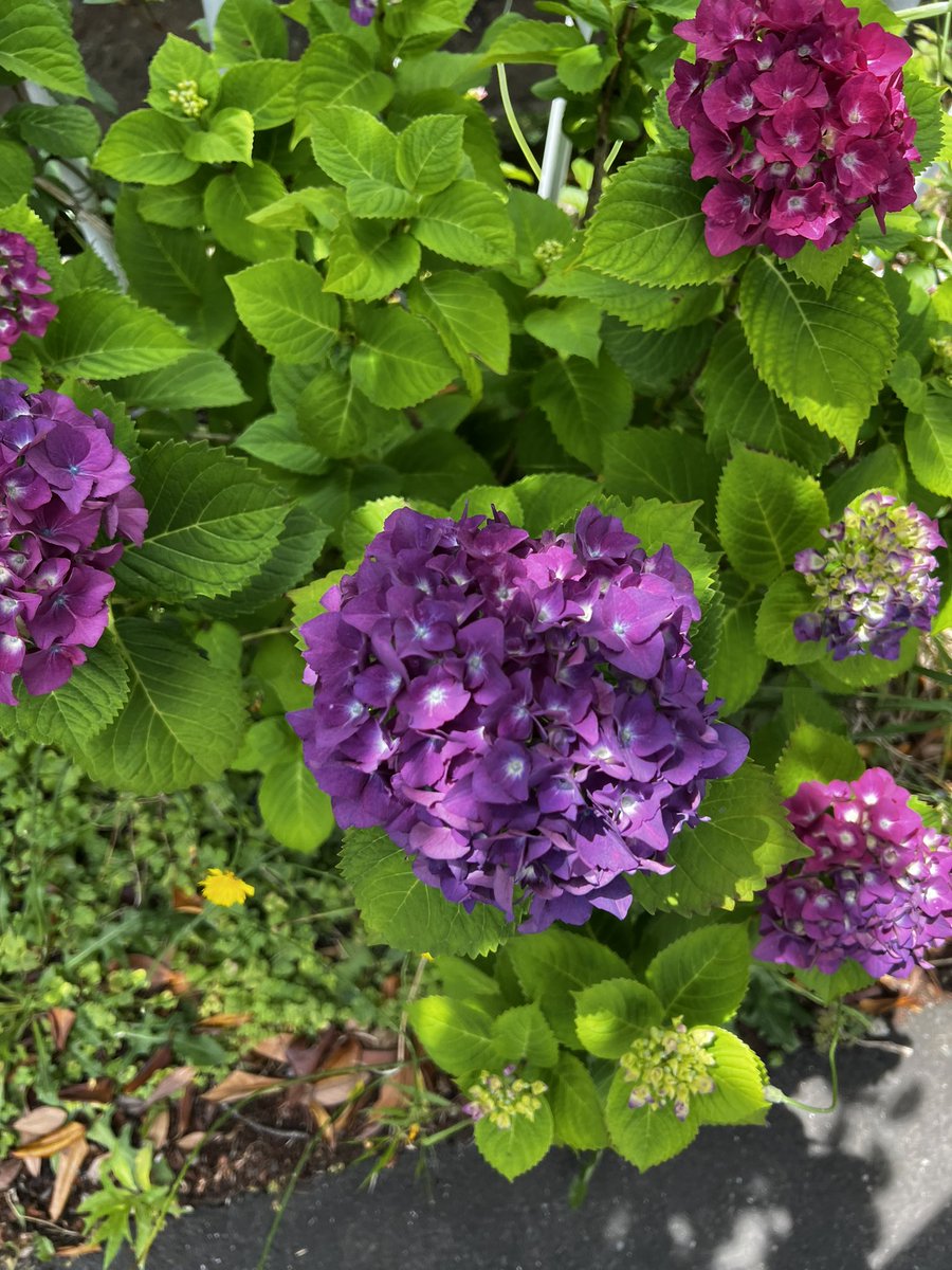 紫陽花