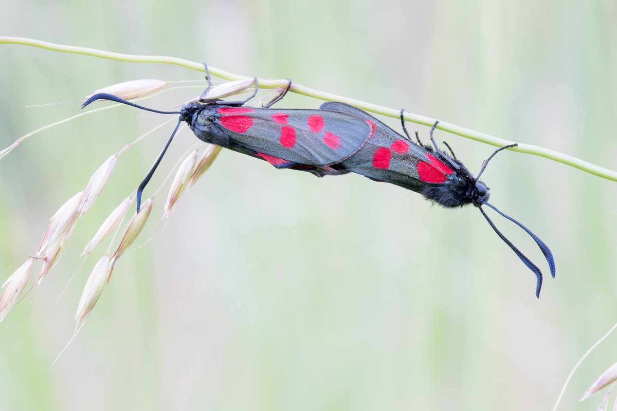 #meimotten en deze van de #sintjansvlinder vind ik nog steeds een van mijn mooiere vlinderfoto's 😊 @mijnblogjenl