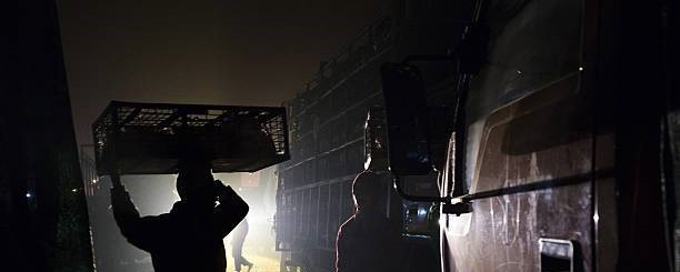 Chicken Journal Club tweet media