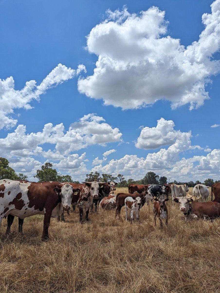 I've put this out there before and got no nibbles. If there are any #Bitcoin whales out there who are interested in being a part of a food sovereignty movement in Australia - please inbox me. I, and people that I know, can make this happen.