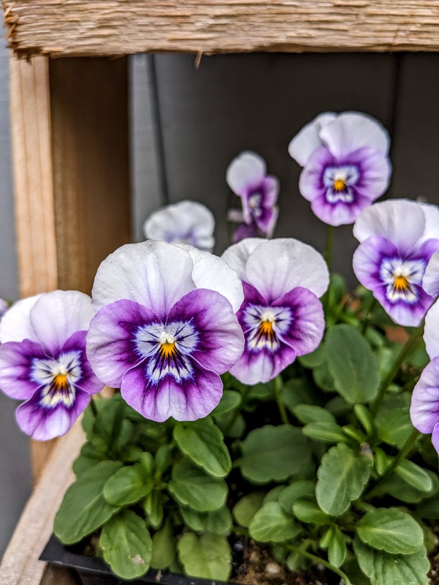 Pansies give the best stinkeye ever!