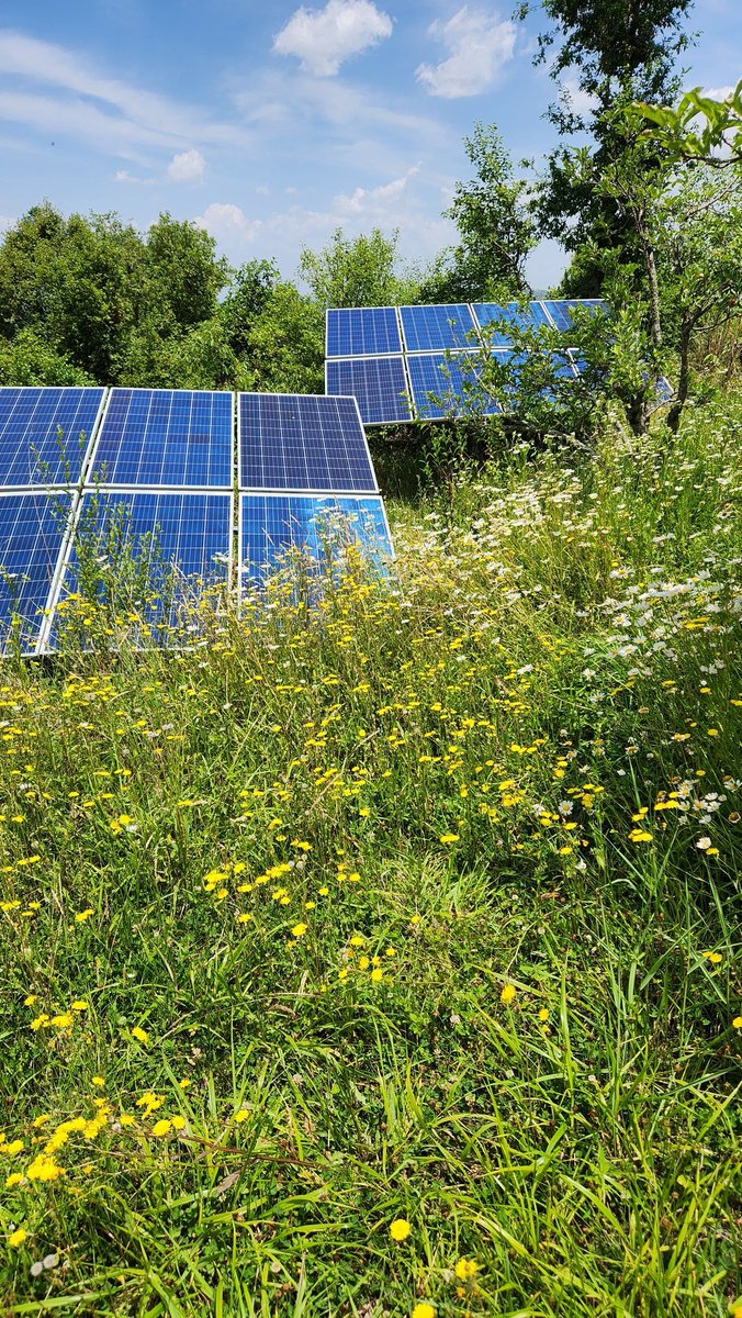 Solar Power and Rewilding our Garden. #SustainableLiving at our Homestay. 
#rewilding #wildflowers #SolarPower