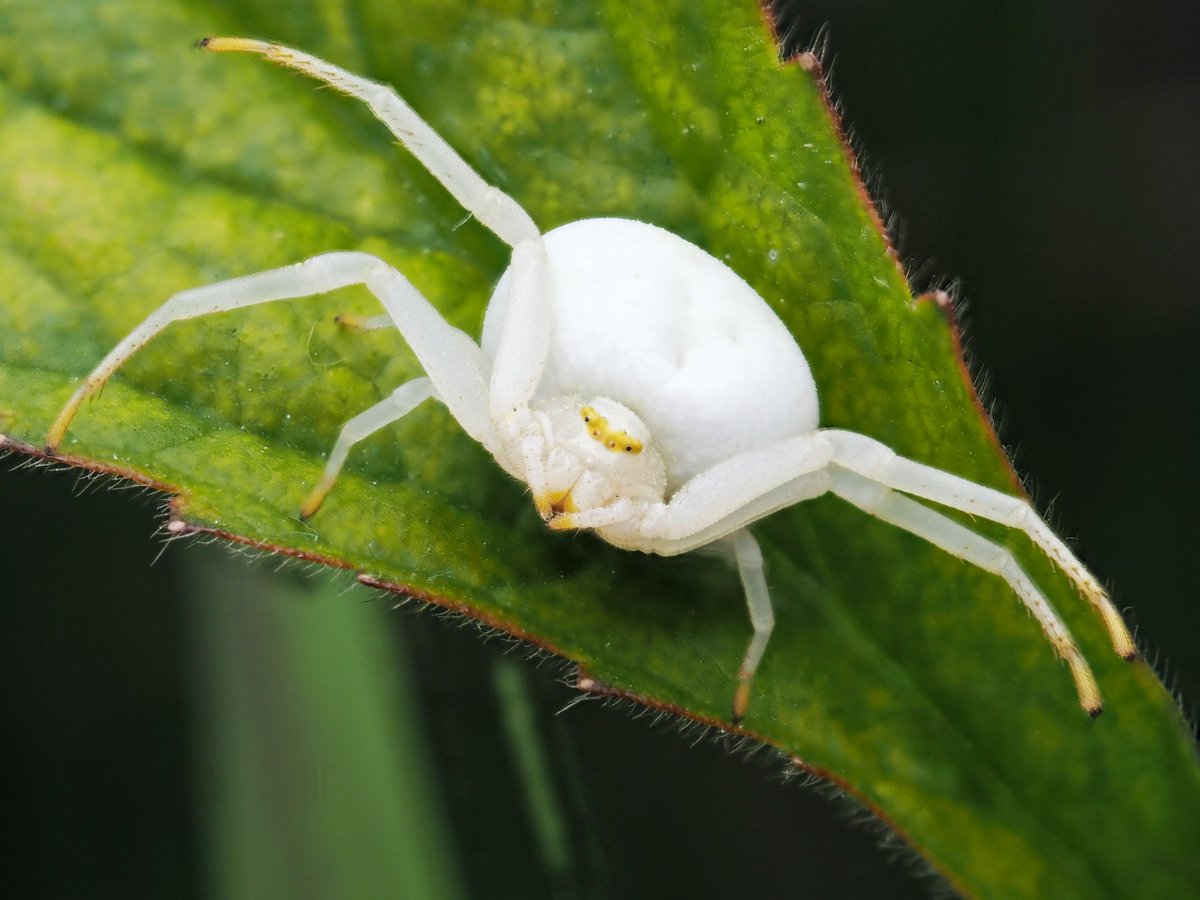 macrow4ve's tweet photo. @BritishSpiders this is probably the most beautiful Misumena vatia I've now seen! She was very large too. Brilliant and pure white other than that mask, shoes, gloves and whatever anthropomorphism can be given to the chelicera tips. #spider #arachnids #nature https://t.co/nyLJogONmE