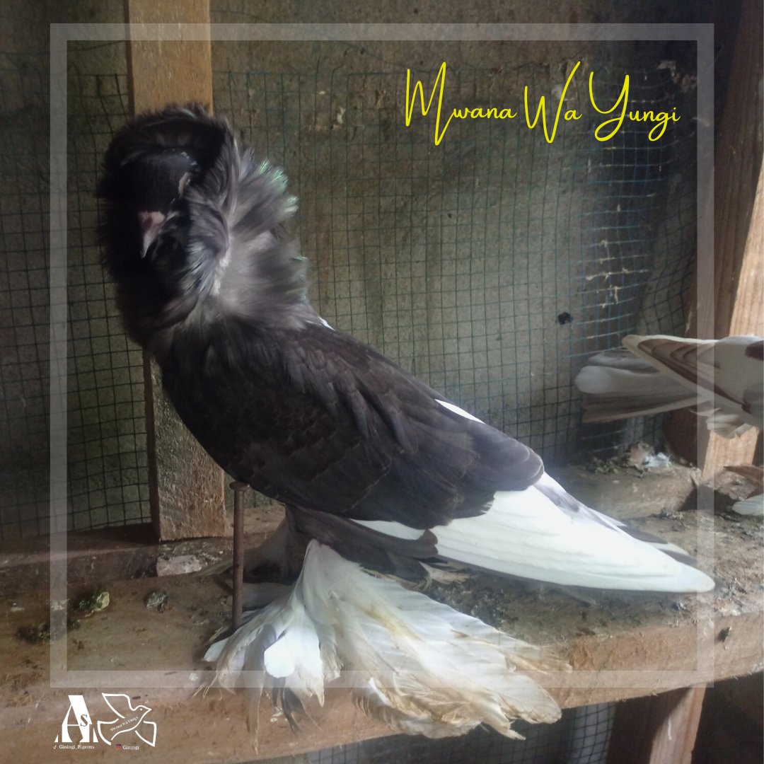 Giningi's tweet photo. "Wale ambao wameshinda kwenye mambo yao, wamesema"

Njiwa aina ya Saint #saintpigeon

#pigeonslovers #fancypigeon #NjiwaWaMapambo  #pigeonbreeds https://t.co/p8awqTKtGl