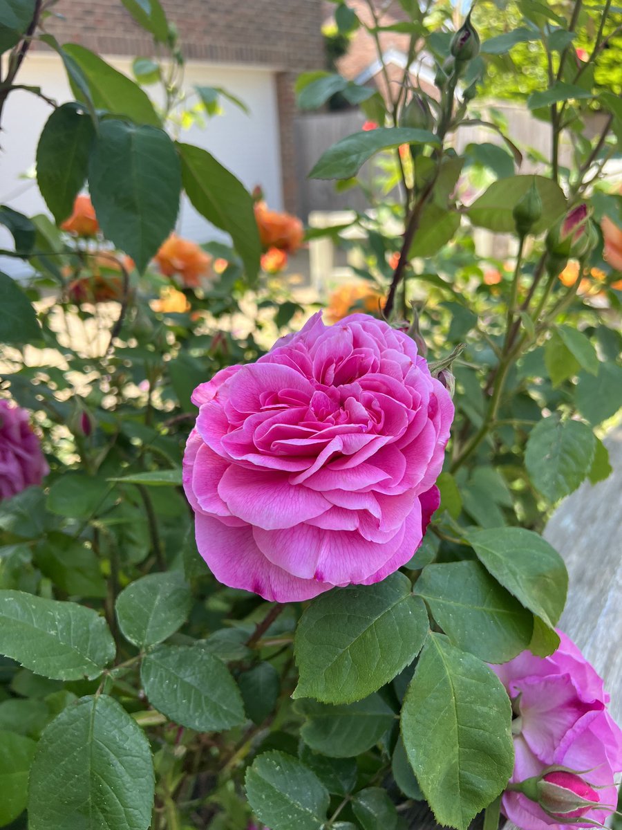 Gm❤️

I wonder if there’s a rule that the older you get the more you appreciate roses?

Never been a fan but I am starting to like them🌹they stop me in my tracks to take photos and smell