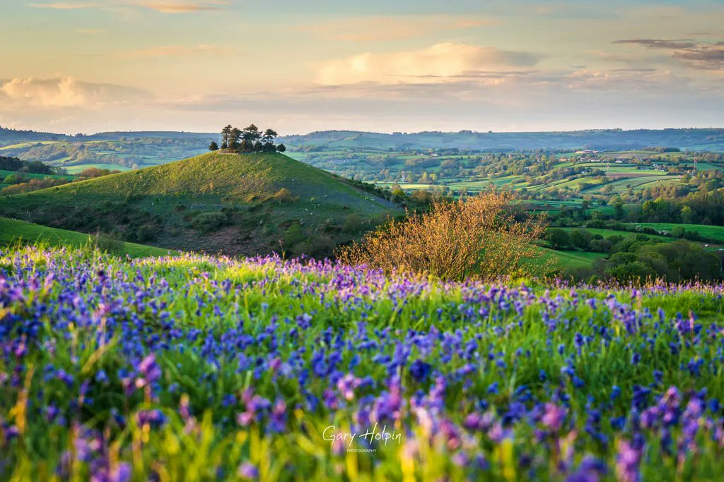 It's #Sundayvote time! I've put what I think will be the winner first - so vote below and prove me wrong!👇 

If you enjoy my work, please support me with a RT! 

1. Mystical bluebell wood
2. East Hill dusk
3. Bluebell sunset
4. Golden hour at Colmer's Hill

#SundayMotivation
