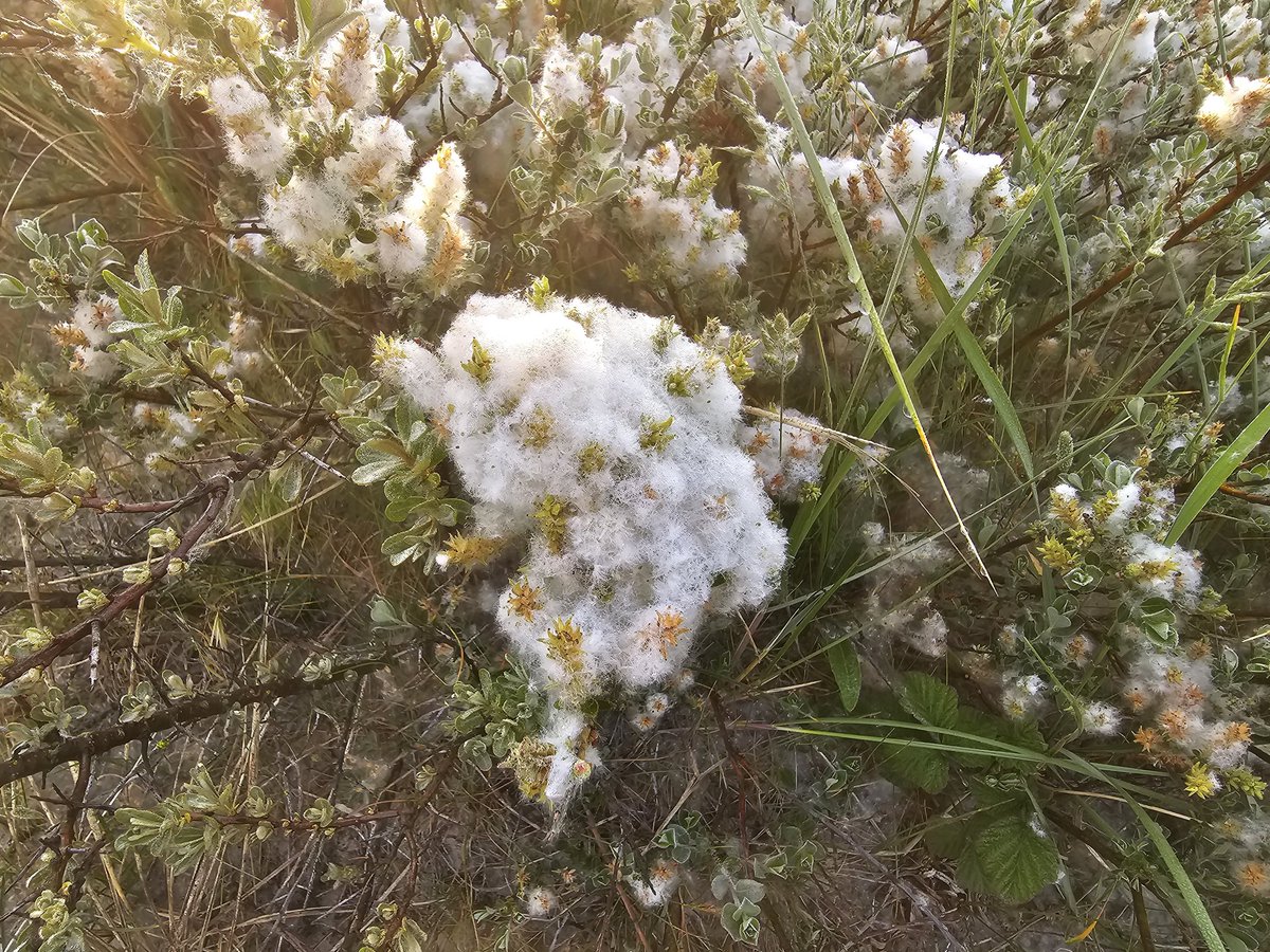 Kan iemand vertellen wat dit is? #duinen