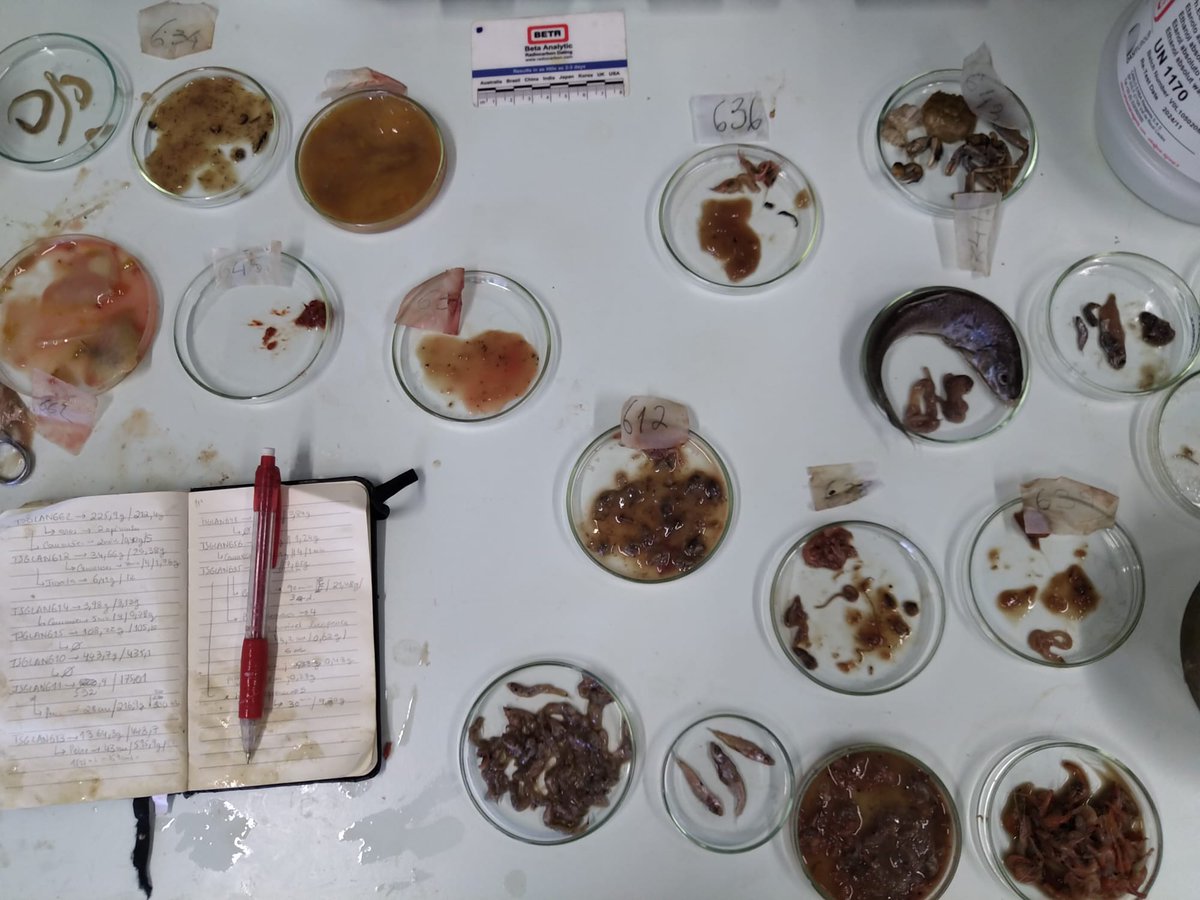 FishInvasionLab's tweet image. Nice photo depicting  #silurusglanis predatory impact on  Tagus communties. From migratory fish (eels, shads), native barbels, marine vagrants (Pomatoschistus), invasives sp (Sander lucioperca, Eirocheir sinensis) &amp;amp; birds (cormorants). @MafaldaMoncada #Megapredator @MARE_centre