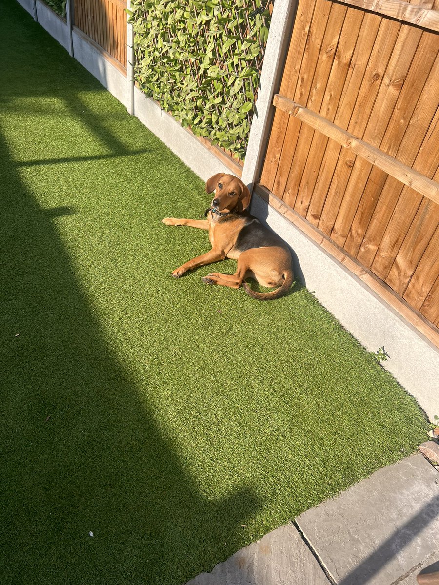 sqiunts76's tweet photo. Straight out the garden to sit in the current bun. Dog after me own  heart

#mockney https://t.co/d7tQjCzUP3