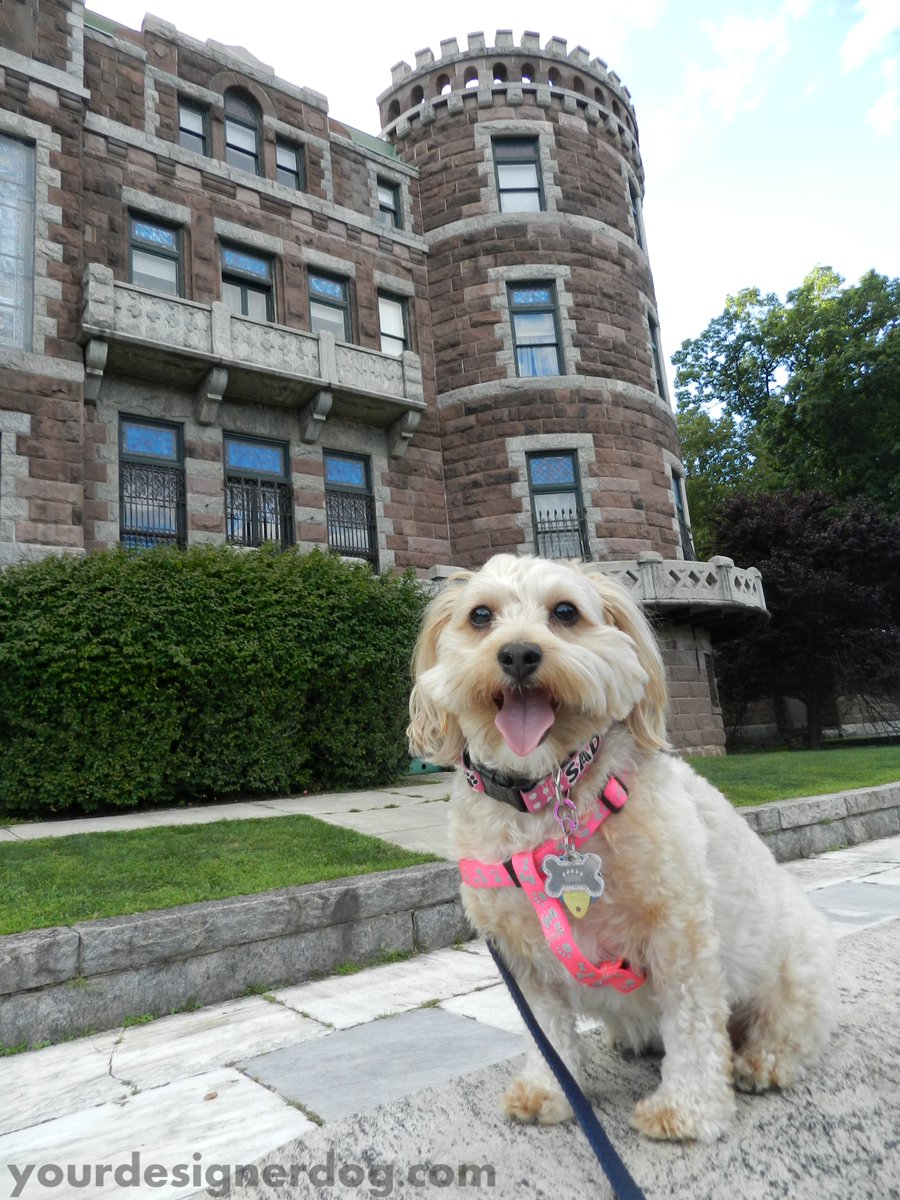 yourdesignerdog's tweet photo. I Could Be A Guard Dog Ifโฆ.. https://t.co/8UKXJgTvJ0 #blog #castle #cute #designerdogs #dogs #guarddog #historichome #love #pets https://t.co/fUMKPVHYgn