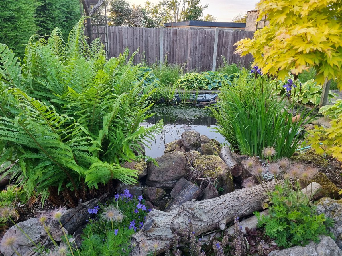 View of the pond from the bench #garden #gardening #pond #wildlife #allotment #gyo #growyourown #fern #iris