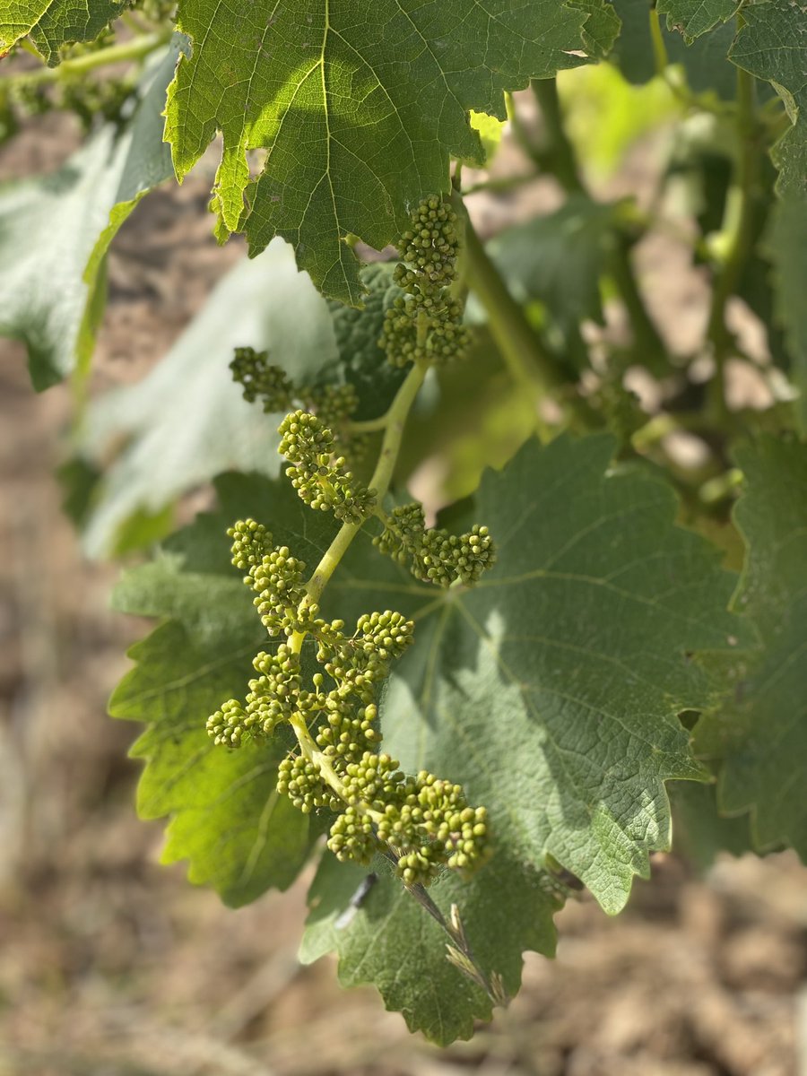 Vinya jove #canbartu #ladiferenta <a href="/dopladebages/">DO Pla de Bages</a>