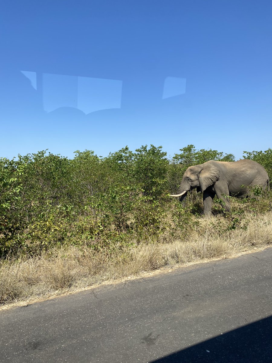 mahlaku_m's tweet photo. That Limpopo sun! ☀️ 
Game drives in Limpopo are a must please. A Fun fact, if you didn't know Limpopo owns 70% of the @SANParksKNP  wena make sure you come and enjoy it!🤌🏽

#WarmWinterInLimpopo23 #GoLimpopo #MoreToEnjoy https://t.co/0m70PUi3Y8