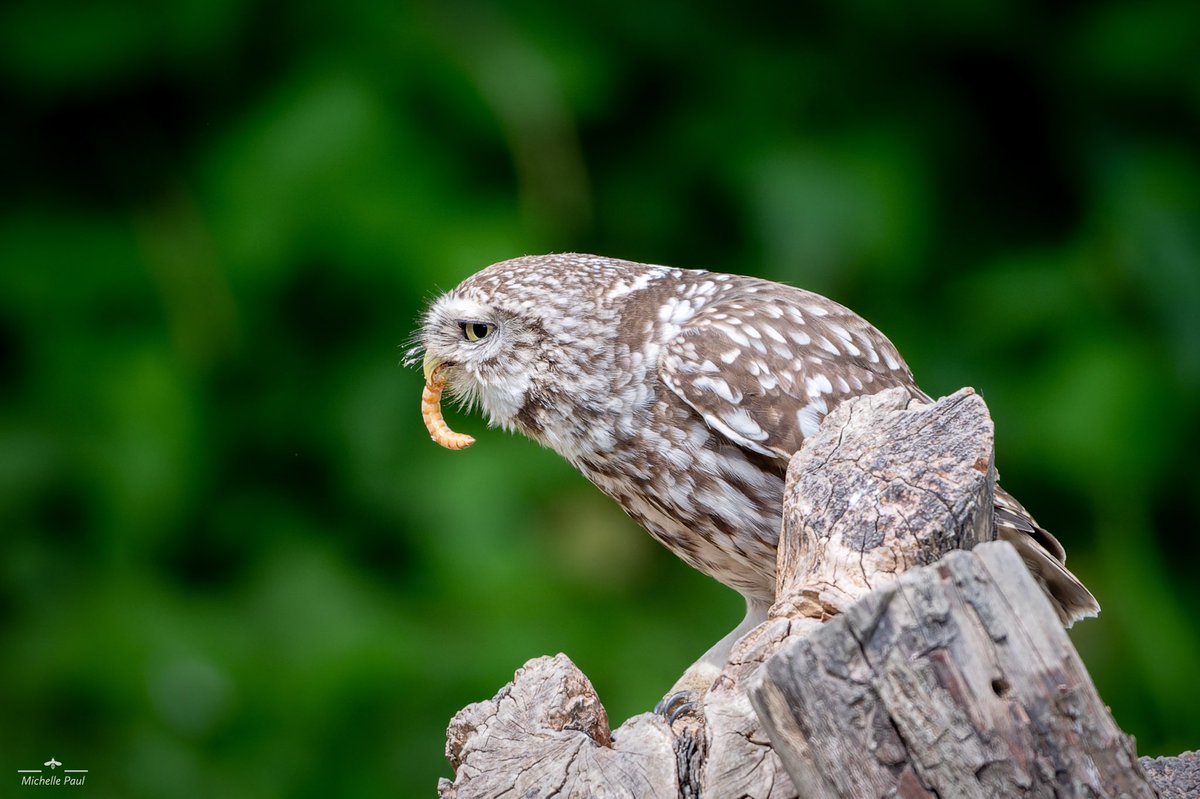 GM! Let’s spend one more day with these Little Owls! 

“The early bird catches the worm!”

#BirdsOfTwitter #birdphotography #birds #TwitterNatureCommunity #TwitterNaturePhotography #birdwatching @thephotohour #jessopsmoment #BBCWildlifePOTD @BBCSpringwatch #wildlifephotography