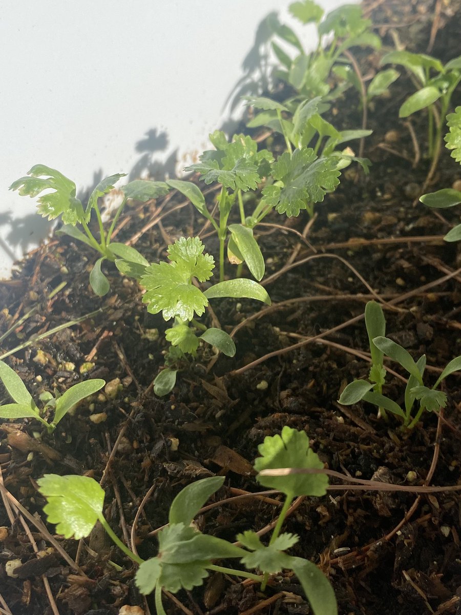 Jedi_VGK's tweet photo. My babies are growing!!!👨🏽‍🌾 https://t.co/rZYWOapEUN