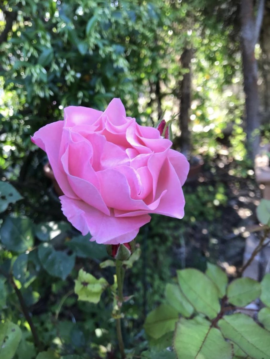 La prima rosa del mio giardino la dedico a voi di tutto ”💗” augurandovi un magnifico Buongiorrrrrrno!