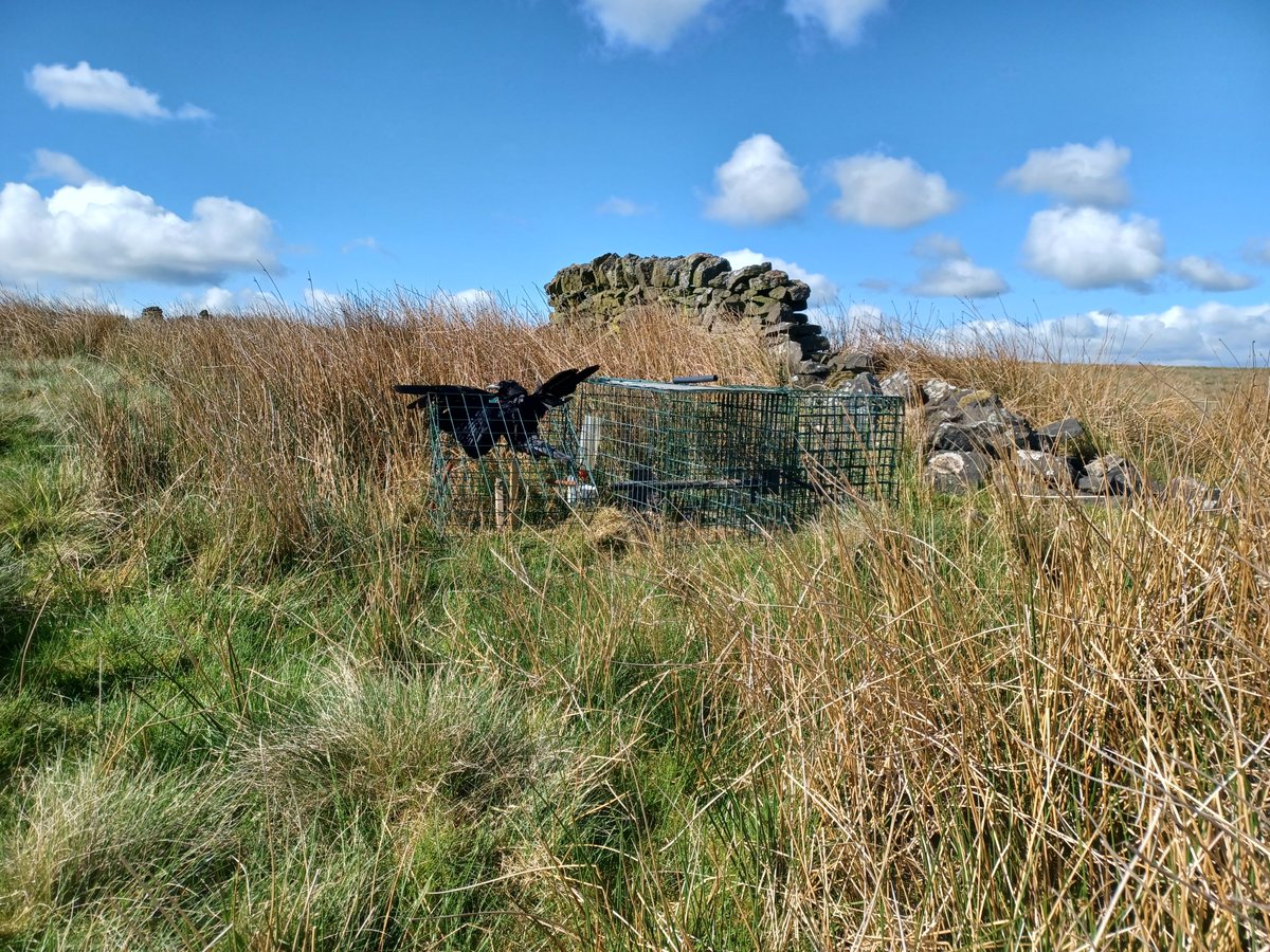 💔This crow was fatally wounded in a Moscar gamekeeper's trap in the @peakdistrict.  
📸Please monitor the Moscar Estate this #BankHoliday and beyond. We must end these cruel practices.
📍#Stanage Pole Open Access Land: Please walk carefully - there are ground nesting birds!