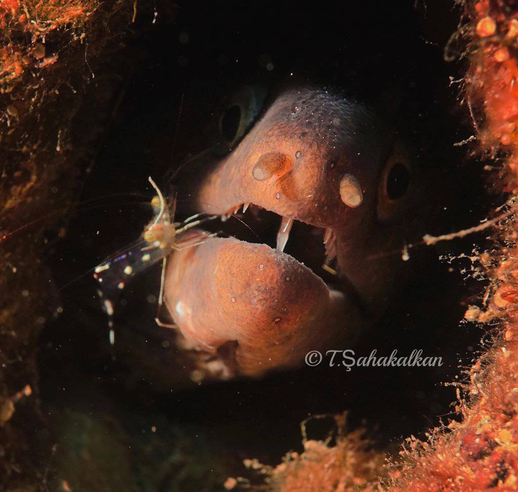 ax153571's tweet photo. #tahsinceylanphotography #tahsinceylan #tahsinceylancom  #emrekolbakirmimarlik #kasturkey #kaş #kasantalya #kaşturkey #kaştürkiye
 #kasturkiye #scuba #scubadiving #cmas #tupludalis #tupludalisegitimi #tüplüdalış #scubaartfoto #müren #murena #muren #morayandshrimp #mürenvekarides https://t.co/dRGBuPDaYa
