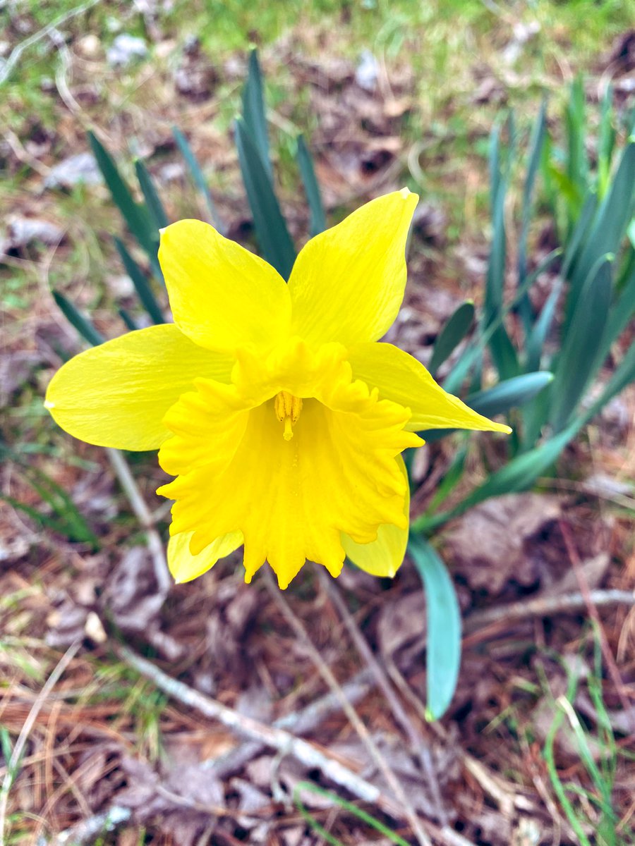 TealSeptember's tweet photo. Enjoying all the beautiful spring flowers. #Daffodils #springtime #NorthCarolina #mountains #appalachianmountains #blueridgemountains #spring #blooms #flowers #flower #spring_weather #outdoors #nature #SpringVibes #springflowers #plants #tree #trees #myflowers2023 #Daffodil https://t.co/lIOqK3jWgR