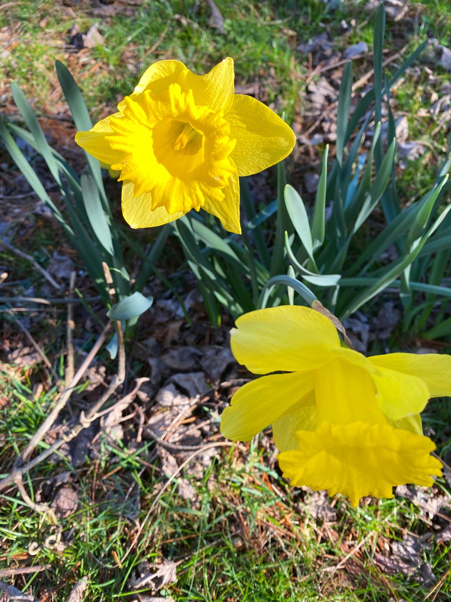 TealSeptember's tweet photo. Enjoying all the beautiful spring flowers. #Daffodils #springtime #NorthCarolina #mountains #appalachianmountains #blueridgemountains #spring #blooms #flowers #flower #spring_weather #outdoors #nature #SpringVibes #springflowers #plants #tree #trees #myflowers2023 #Daffodil https://t.co/lIOqK3jWgR