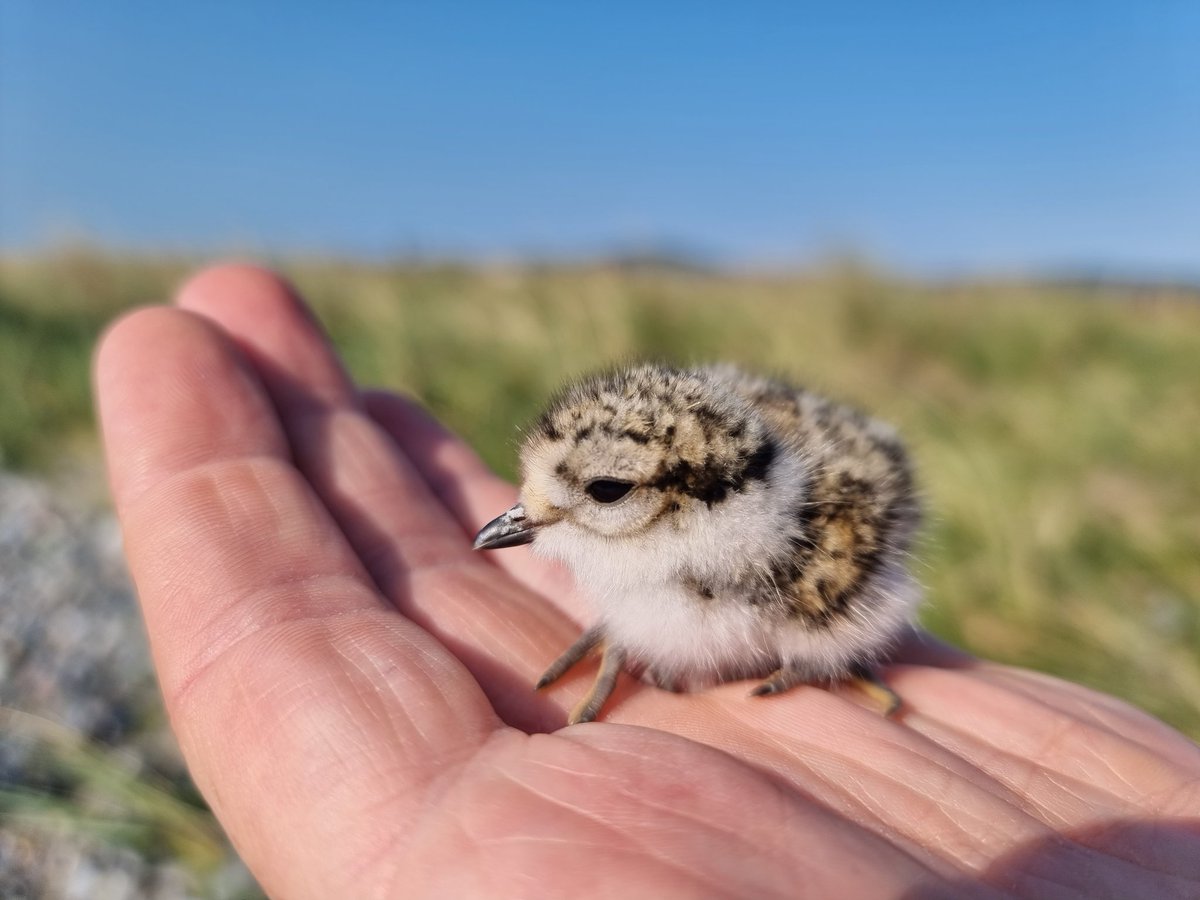 A reminder if you're visiting the beach this summer that birds such as Ringed Plover, Oystercatcher, Little Terns nest on beaches all around our coast. Their eggs and chicks are *extremely* vulnerable to people, dogs, horses etc etc. 

Be wildlife-aware and give them a chance!