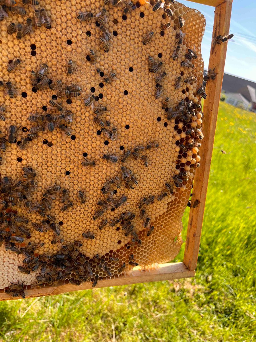 Spent the day promoting our spring nucs to full hives. The queens are from a new supplier and are laying crazy amounts of eggs! #beehives #localhoney #shropshirehoney #supportlocalbusiness #awardwinninghoney #lovebees #lovehoney  #beefarmerjohn #hedgerowhoney #queenbees