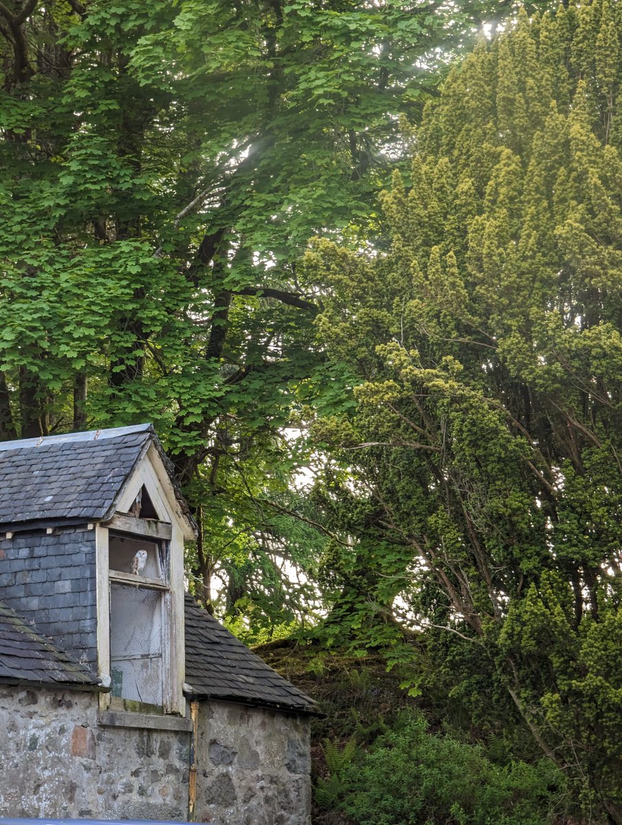 BarnyGas's tweet photo. What a place to stay! Resident barn owl in the first morning #oban #homefarmoban https://t.co/tHu3dQet0r