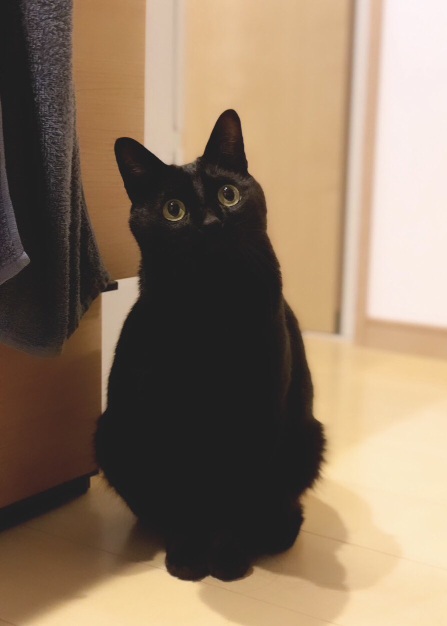 くろねこんぼ様ご確認用です(^-^) 絵日記] さよなら、コタツ… | はじめてねこと暮らしたら 黒ねこ