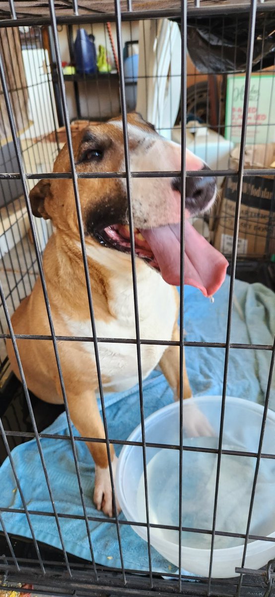 AZ_Charlene's tweet photo. One of my sons found this guy running free today. Thankfully, he was chipped, so this pupper got to go home! #Microchip #MicrochipsWork #ChipYourPets https://t.co/JhdC4mLbs0