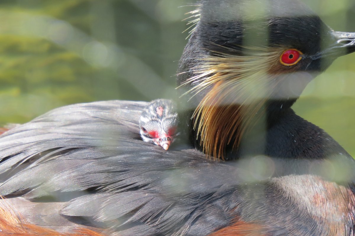 WWTArundel's tweet photo. The black-necked grebes chicks have hatched in the Waterfalls exhibit. Currently we are the only attraction to breed black-necked grebe chicks in the UK and in all of Europe. Read more about our breeding program here https://t.co/RrX859I2rp https://t.co/NNYHdhQ17V