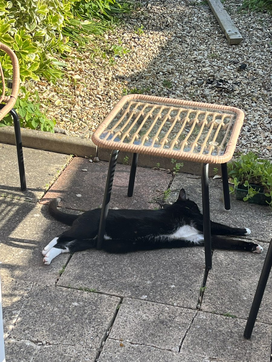 TheMiniMog's tweet photo. Happy Sunday everyone! Don’t worry, I’m not impaled! I just like to scare mum xxx #happysunday https://t.co/x1aK1n1goF