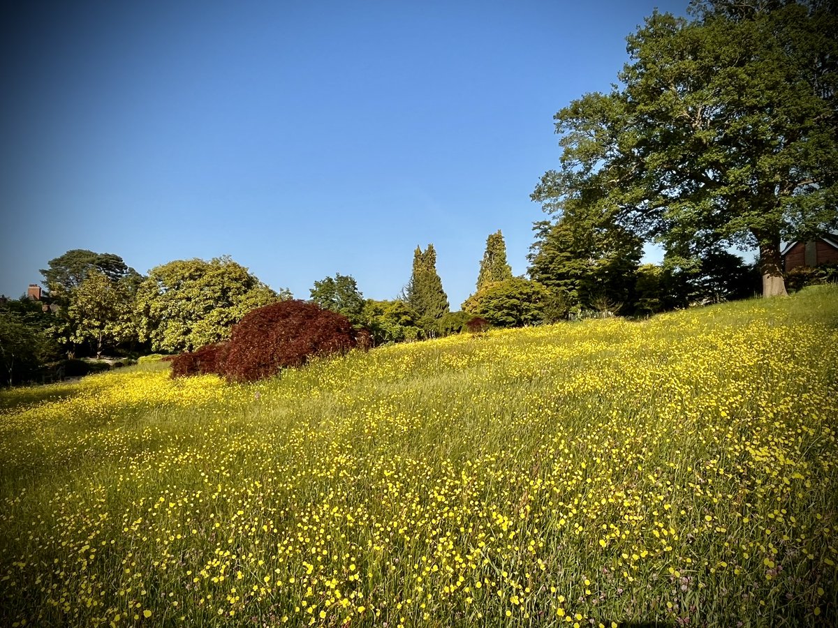 The <a href="/RHSWisley/">RHS Garden Wisley</a> Alpine Meadow looking dreamy! Doing no mow may (and June, July) since around 1860 and it is full of orchids and bulbs not to mention buttercups, clovers and yellow rattle. A mown strip around the edges really shows it off, making it look very intentional.