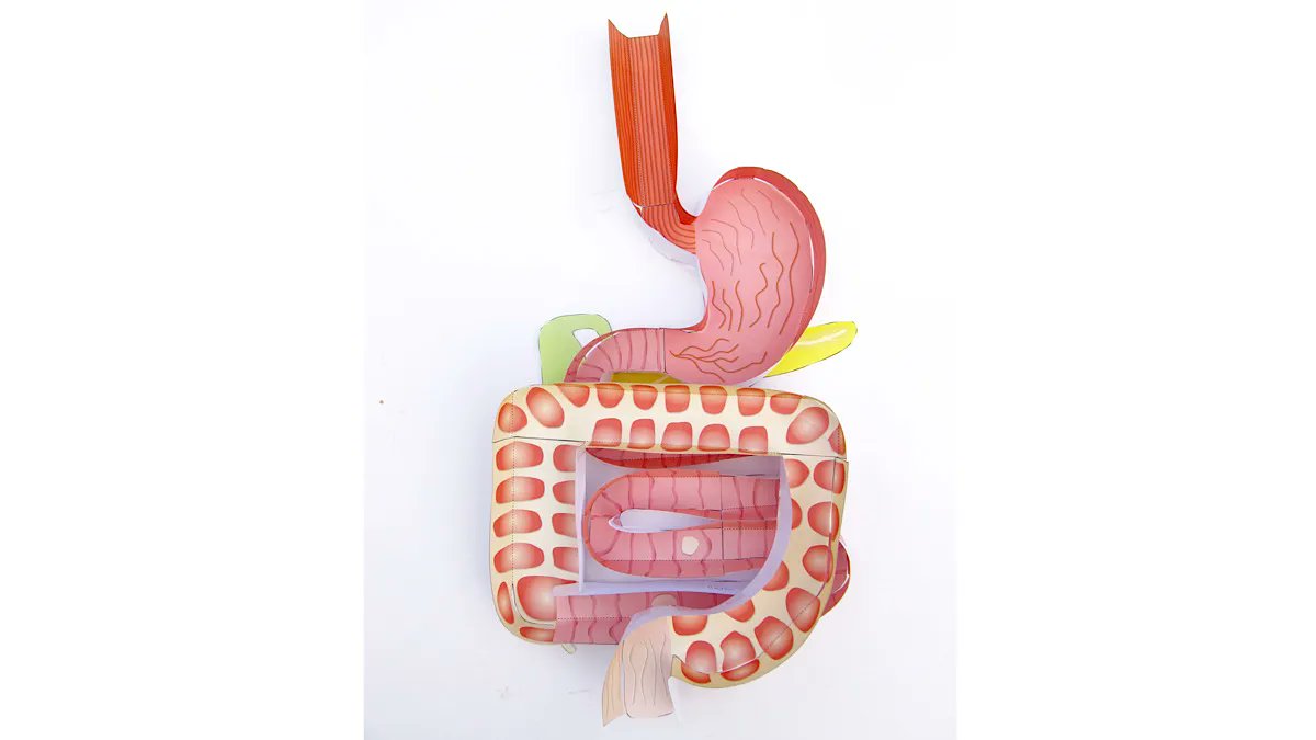 Your students can see where the food they eat goes with our paper model of the digestive system! bit.ly/2WYVvss 

#digestivesystem #iteachbio #biologyteachers #scienceteachers #primaryscience #elementaryscience #scienceeducators