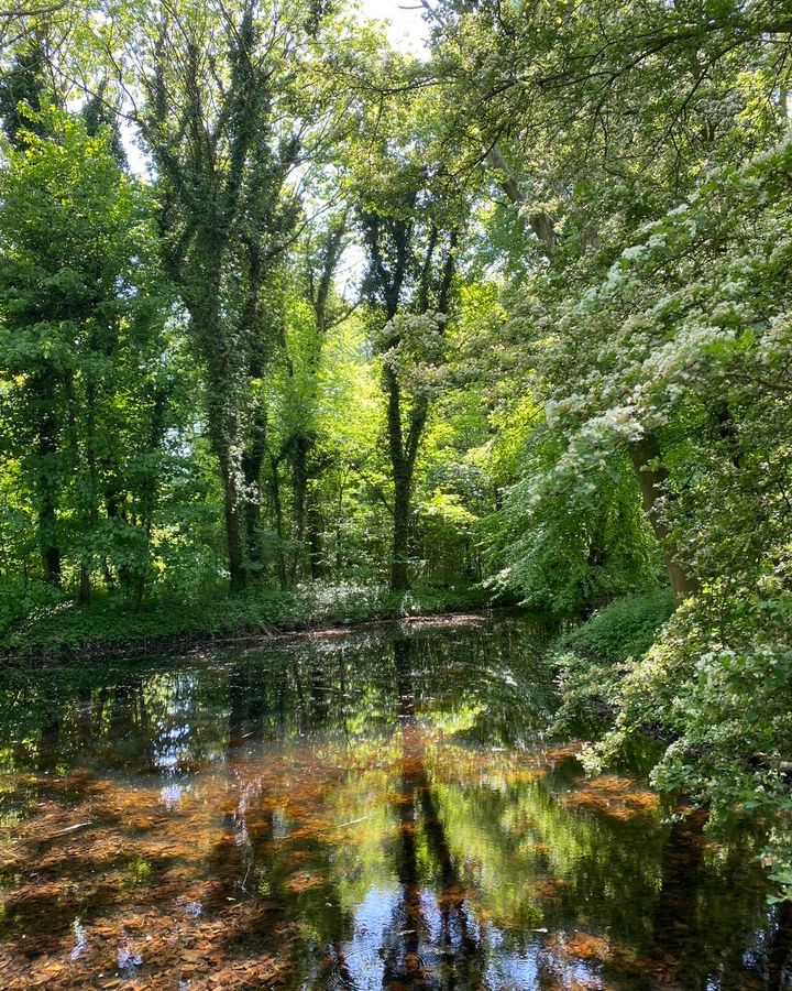 Voor dit mooie Pinksterweekend gaan we aan de slag met een tip van de makelaar: Meer en Bos in Den Haag. Een groene oase van rust en oude bomen. Ideaal voor een korte wandeling. Ook met een hond.  #wonen #makelaar #tip #denhaag  #aankoopmakelaar #starter
