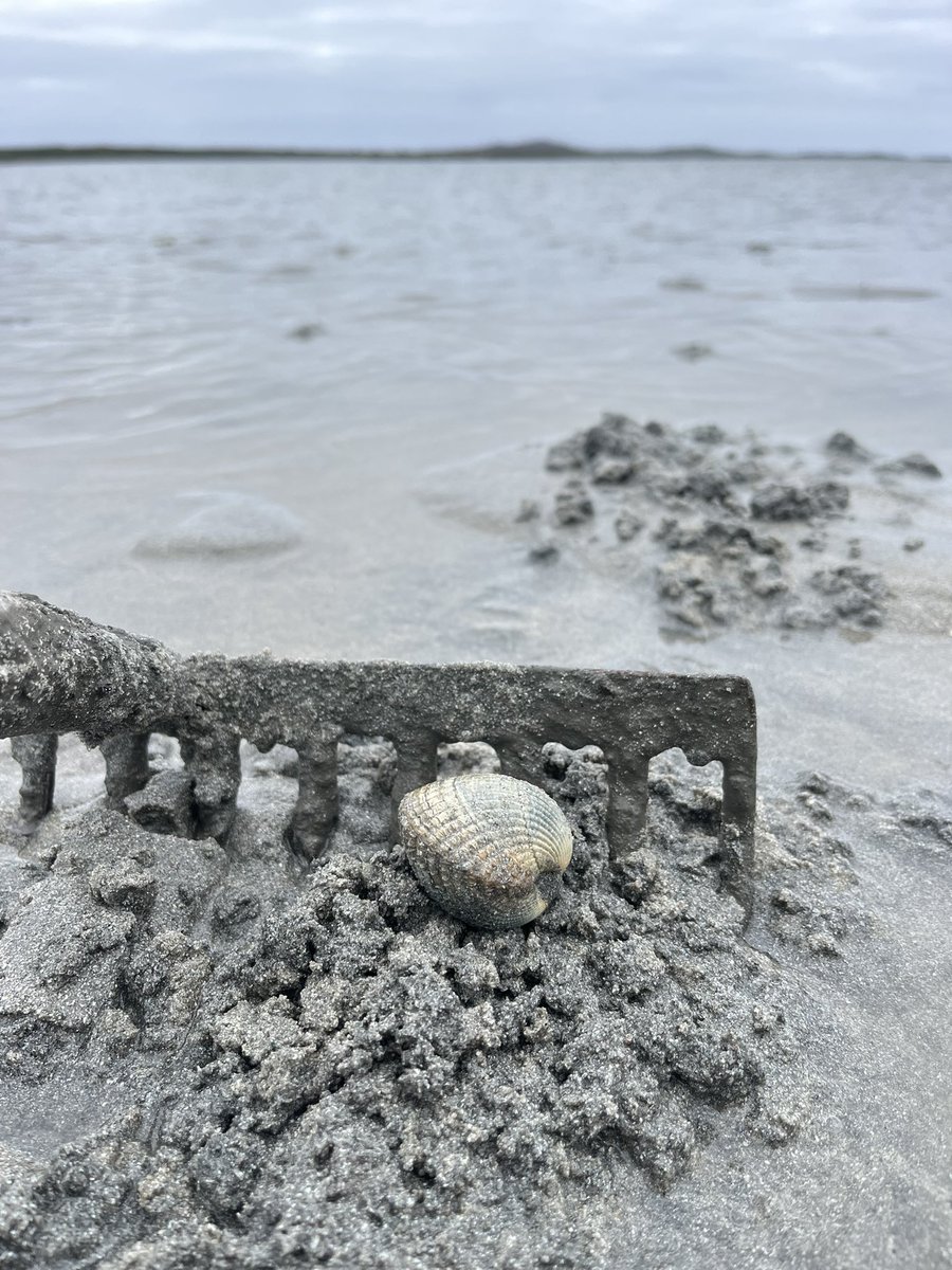 Timbercreate's tweet image. The early bird catches the cockle #outerhebrides