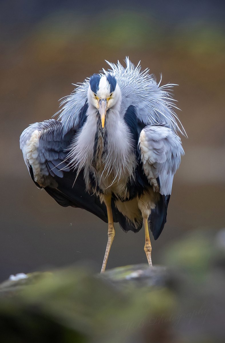 Grey Heron

Taken on the Isle of Mull in Scotland

Best viewed large

Hit the ALT for a brief description

#BirdsSeenIn2023 #Heron #BirdsOfTwitter #IndiAves #birdphotography #TwitterNatureCommunity #wildlifephotography #Mull #birdwatching #Scotland