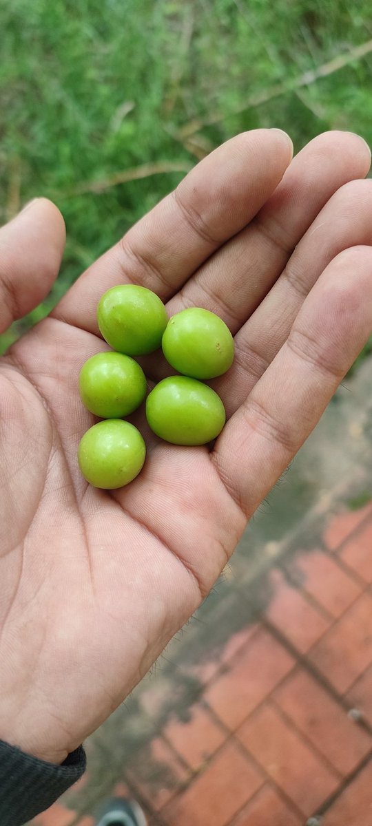 5 Tane Erik 5 ₺ <a href="/ekrem_imamoglu/">Ekrem İmamoğlu</a>