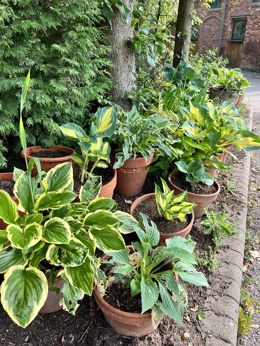 The potting shed tweet media