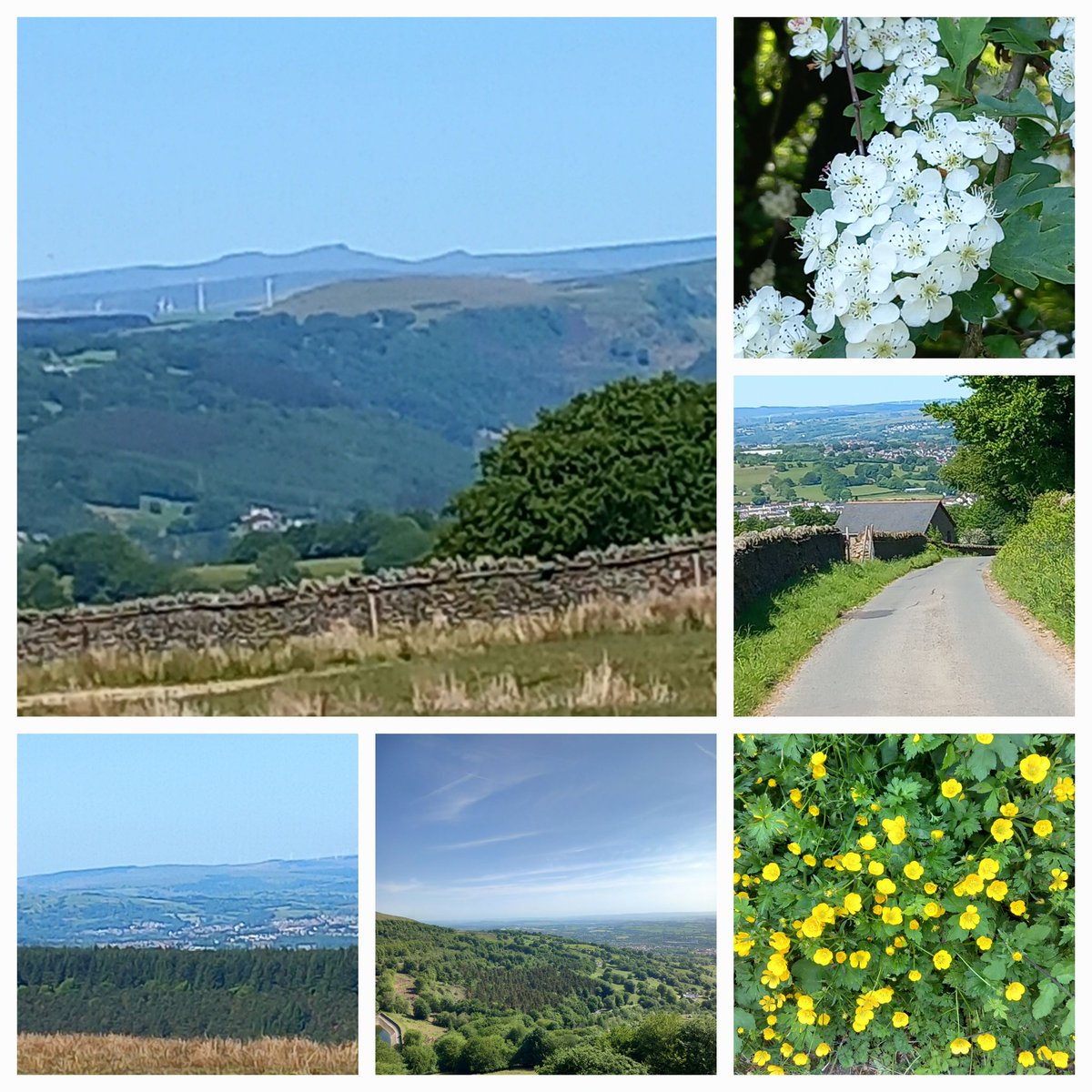 Few pics from yesterday's walk - Penyfan in the distance 😁⛰️🌺 #GardeningTwitter #flowers #mountains #walking