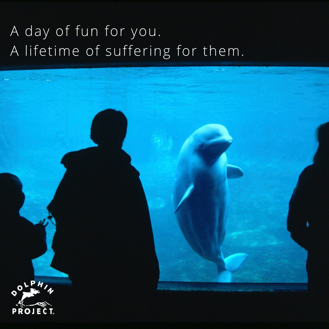 The more the public learns about the stressed and stunted lives that cetaceans are subjected to in captivity, the less likely they are to buy a ticket. So help spread the word! Share our page: bit.ly/CaptivityFAQ
#DolphinProject