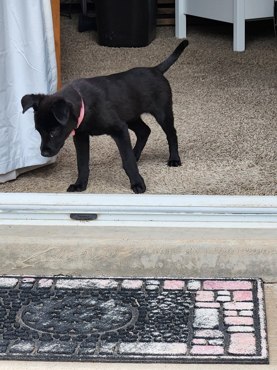 DiaProfball's tweet photo. Meet Miss Ruby. 8 week old rescue pulled from Momma too soon..she is lively and loveable.  We are afraid of "outdoors" but working on that plus leash training. Oh, she hates that thing. Inspired by @emmettdoog, @servicerotties, @Penny_Lane_Pup, and @creek_moose.  Love your posts. https://t.co/biIBZLRTVD