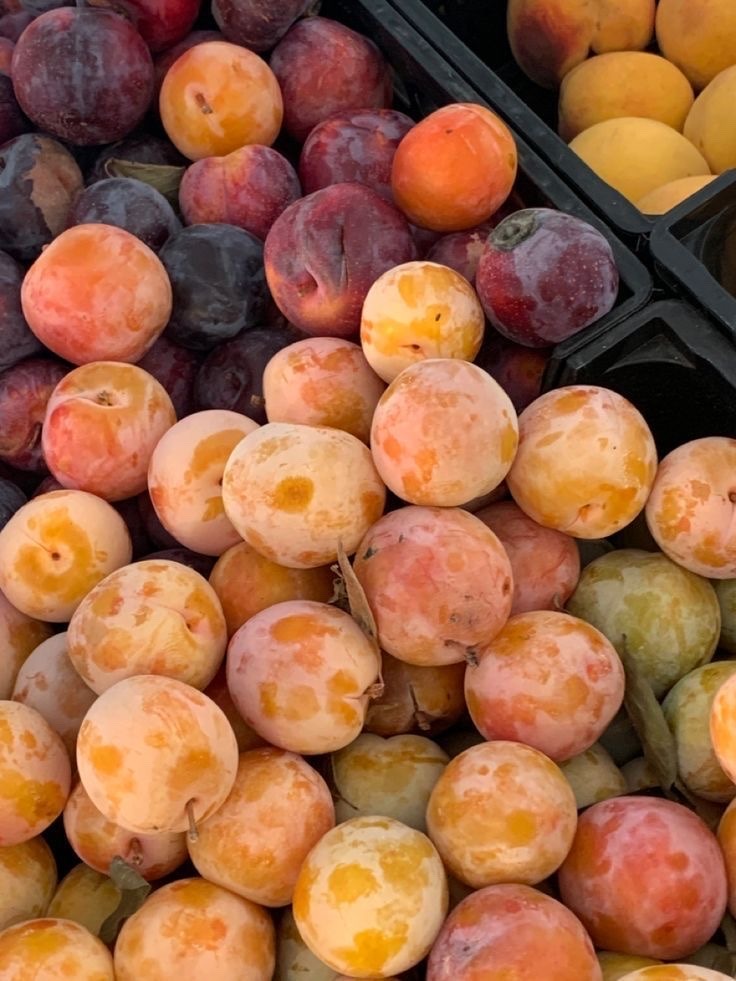 peacozy's tweet image. 