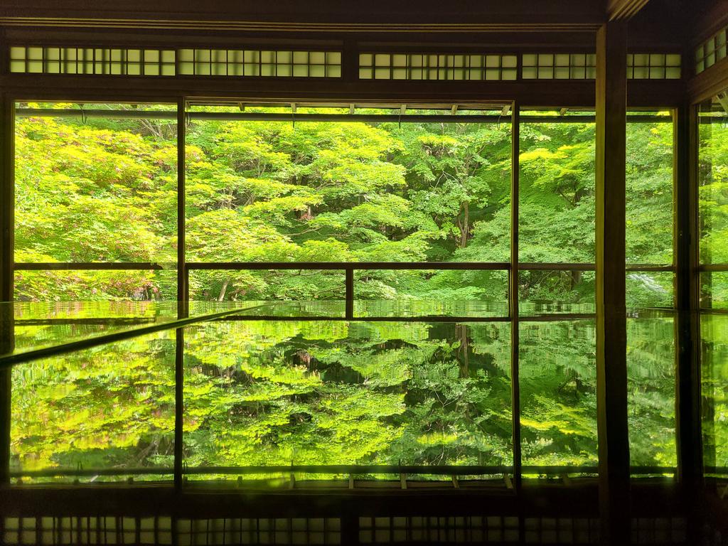 a_lonely_frog's tweet photo. Astonishing view at Rurikoin Temple. The table reflects the trees and leaves outside like a mirror. https://t.co/tkMD5Qg5PR