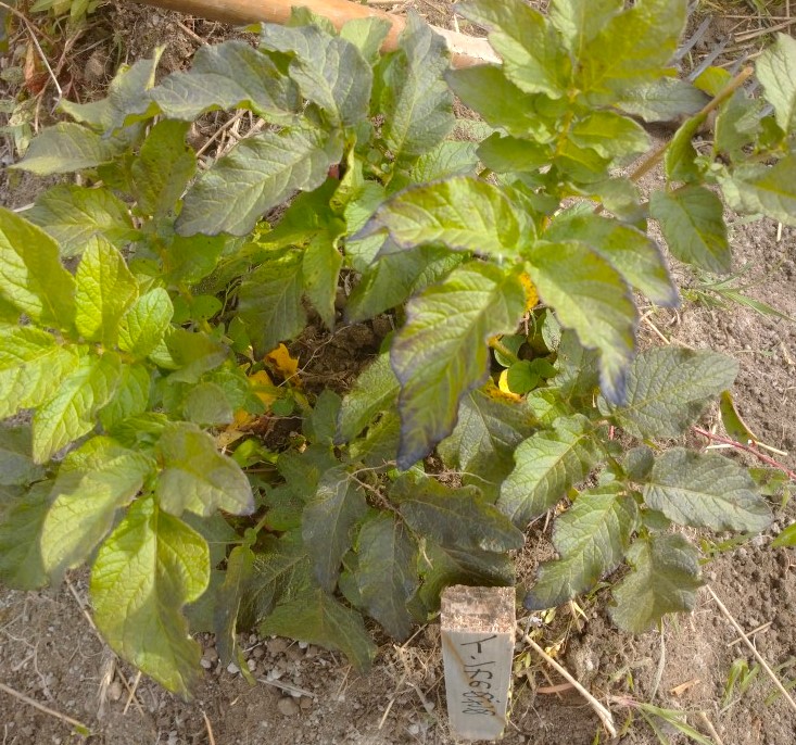 早起きして馬鈴薯の土寄せ。
1.馬鈴薯「ホッカイコガネ」の花。
2.「インカのめざめ」は葉っぱの先がほんのり紫でカッコいい。
#馬鈴薯　#じゃがいも　#ホッカイコガネ　#インカのめざめ