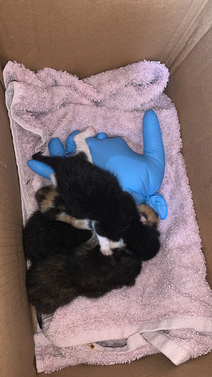 ⚠️🔴📢 عاجل جدا ⚠️🔴📢
اربعة كيتنز لقيوهم مرميين بكرتونة بمنطقة بالجنوب، اخدتهم معها الصبية عالضاحية وعم تهتم فيهم، انما الصبية حامل واساسا عندها 3 بسينات بالبيت. رجاء ضروري بحاجة لأم مرضعة او حدا يطعمي ب💉او🍼.
رجاء ساعدونا بنشر الخبر على الاقل.
للتواصل☎️76879858