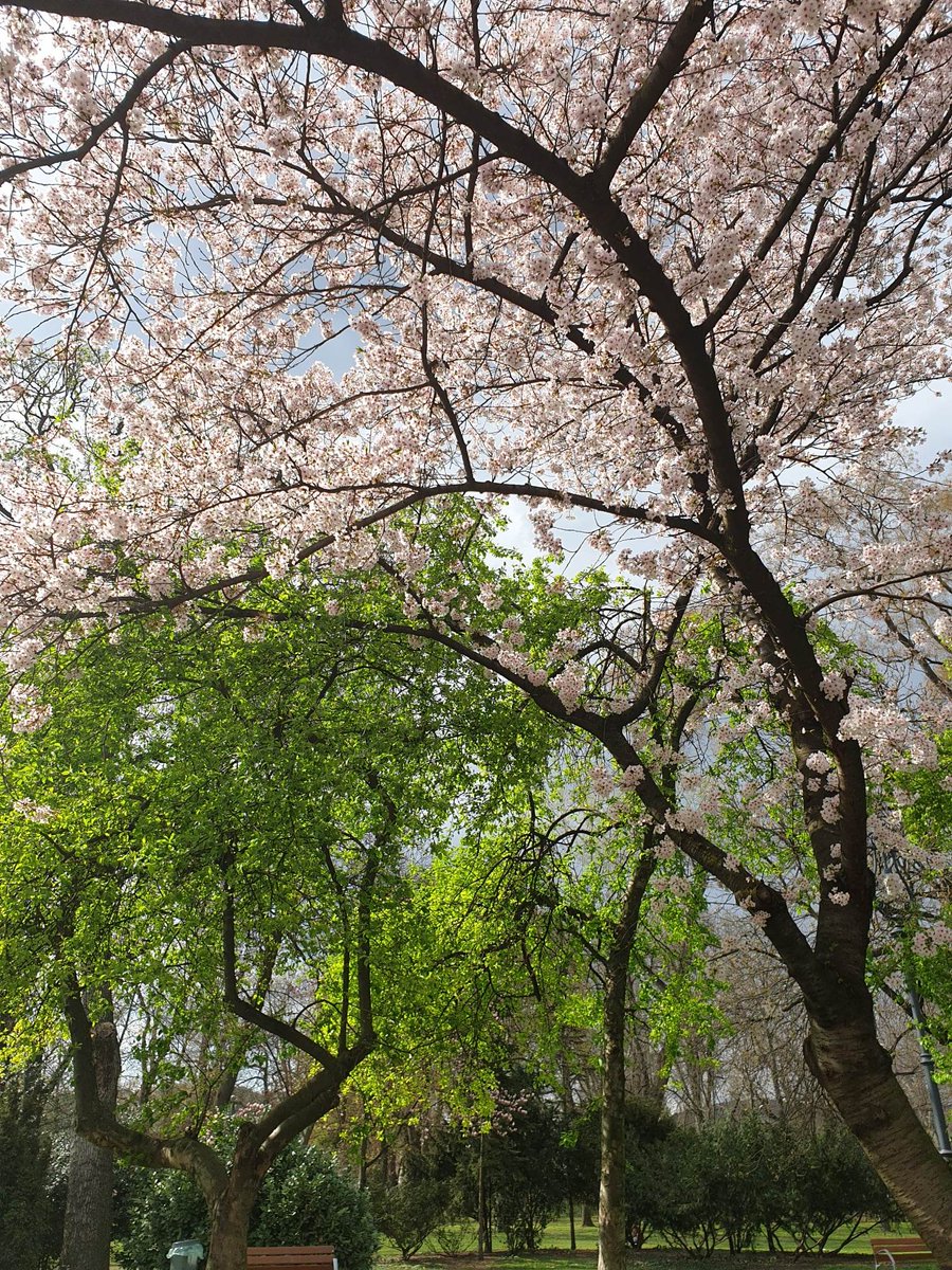 Cherryblooms,#springtree