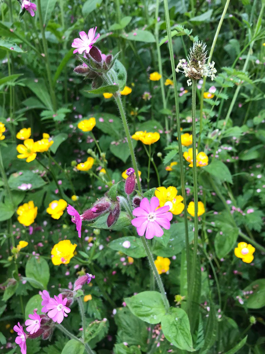 The wild flowers are in full flow at the moment

#wildflowers #meadow #nomow #bees #butterflies #LNTG