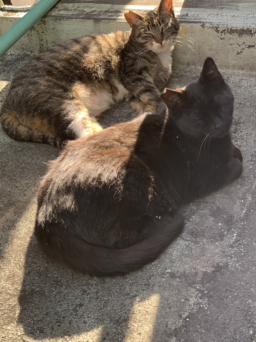 先程地域猫の黒猫の子が🐈‍⬛2回のベランダに来てちゅーる食べて帰りました😚
雨も降ってきたしちょうどベストタイミングでした！

#猫好きさんと繋がりたい 
#猫のいる暮らし 
#猫のいる幸せ
#保護猫と暮らす
#地域猫活動中